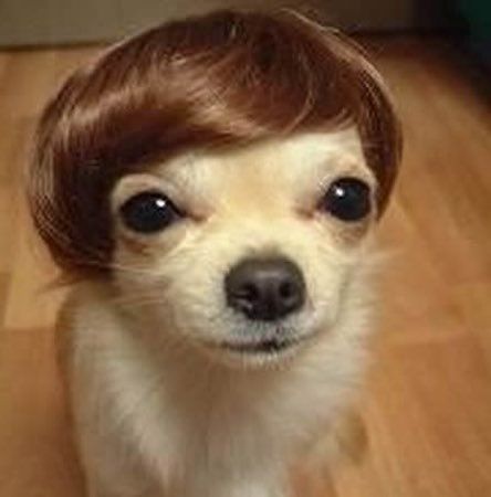 Dog and Cat Wigs| Funny Pet Wigs| Available in different sizes and colours| Claws N Paws