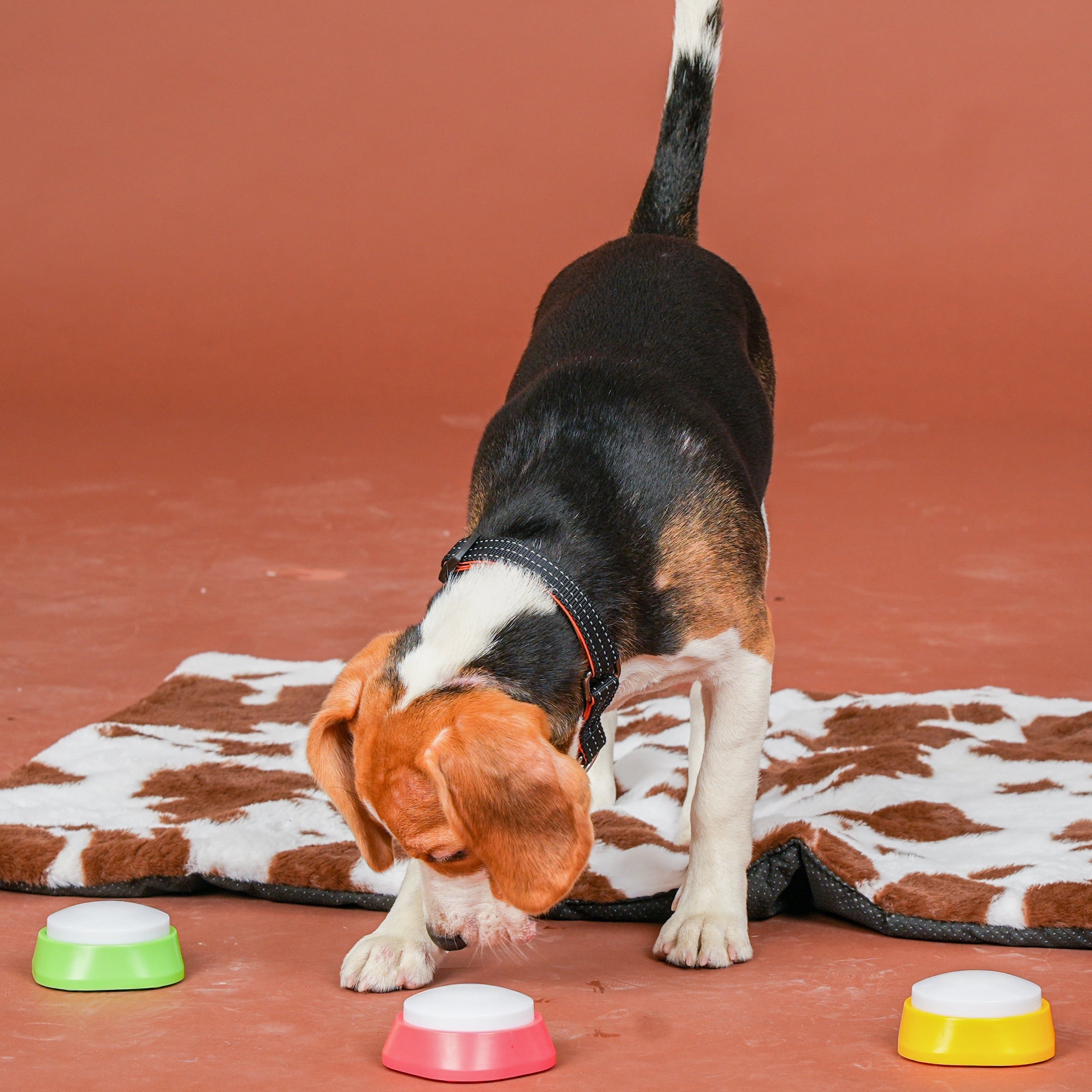 Dog and Cat Voice Trainer – Voice Recording Talking Button Pet Trainers (Pack of 4)