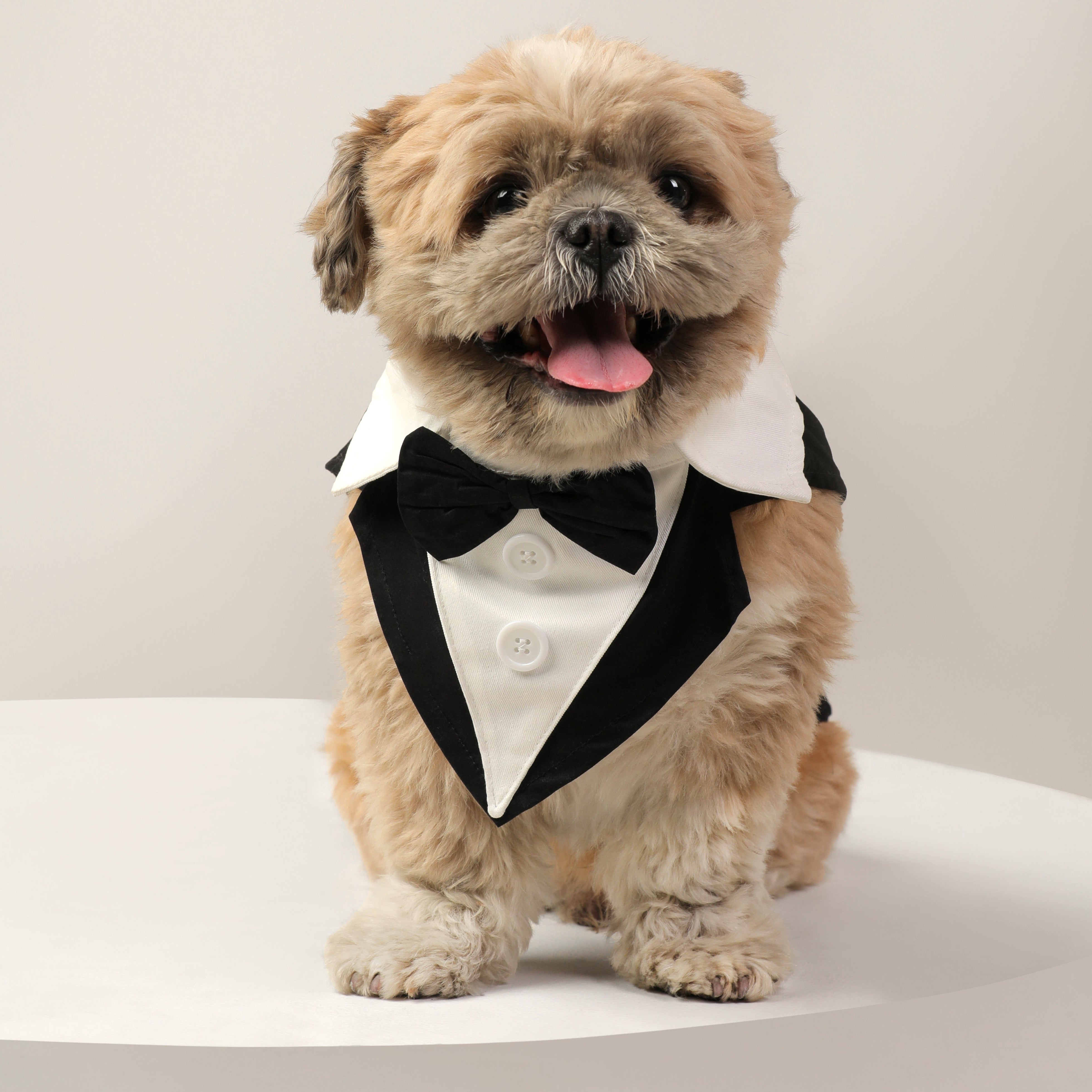 Dog Clothes| Pet Wedding Tuxedo | Sizes and Colours Available| Claws N Paws