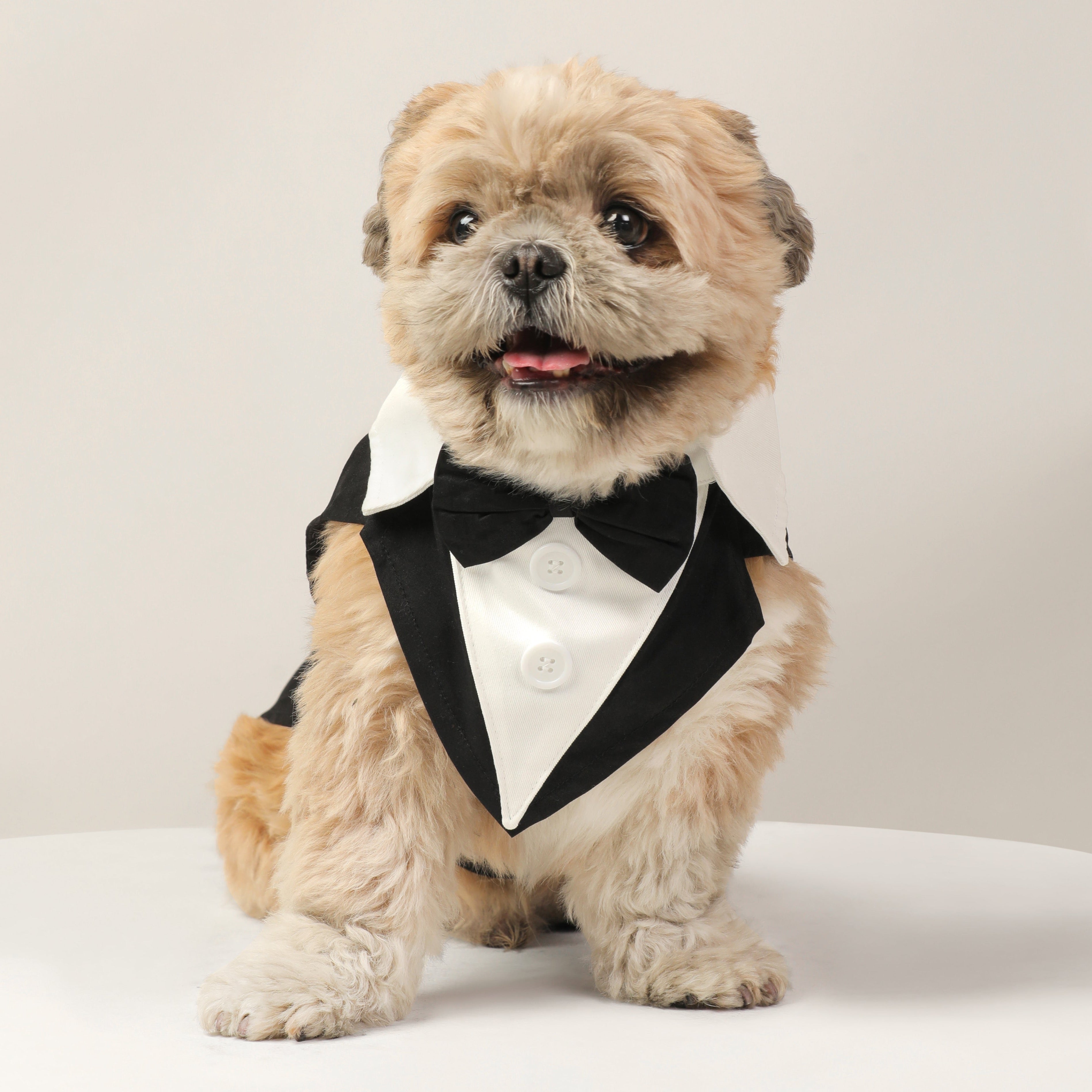 Dog Clothes| Pet Wedding Tuxedo | Sizes and Colours Available| Claws N Paws