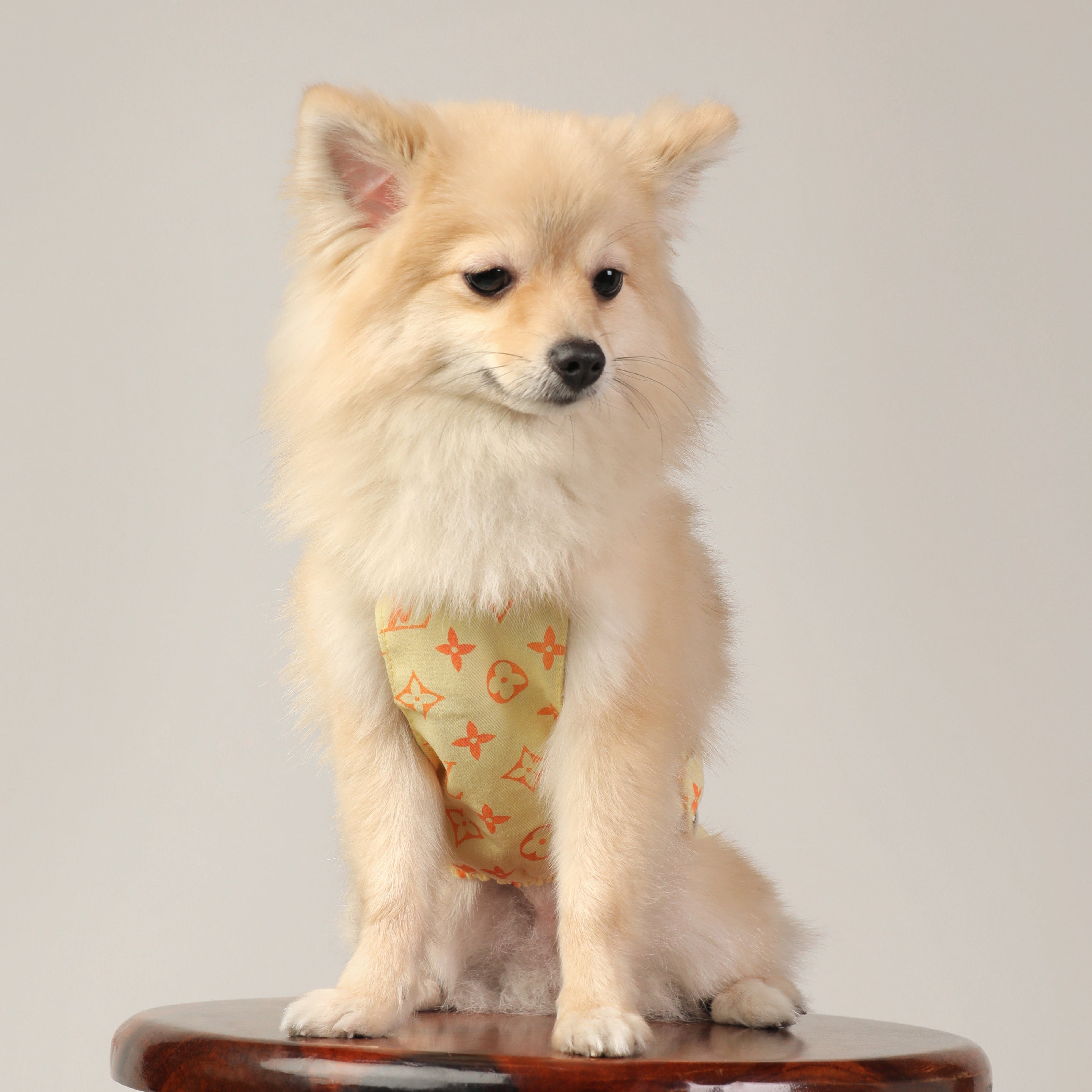 Dog Clothes| LV Denim Dungaree | Sizes and Colours Available| Claws N Paws