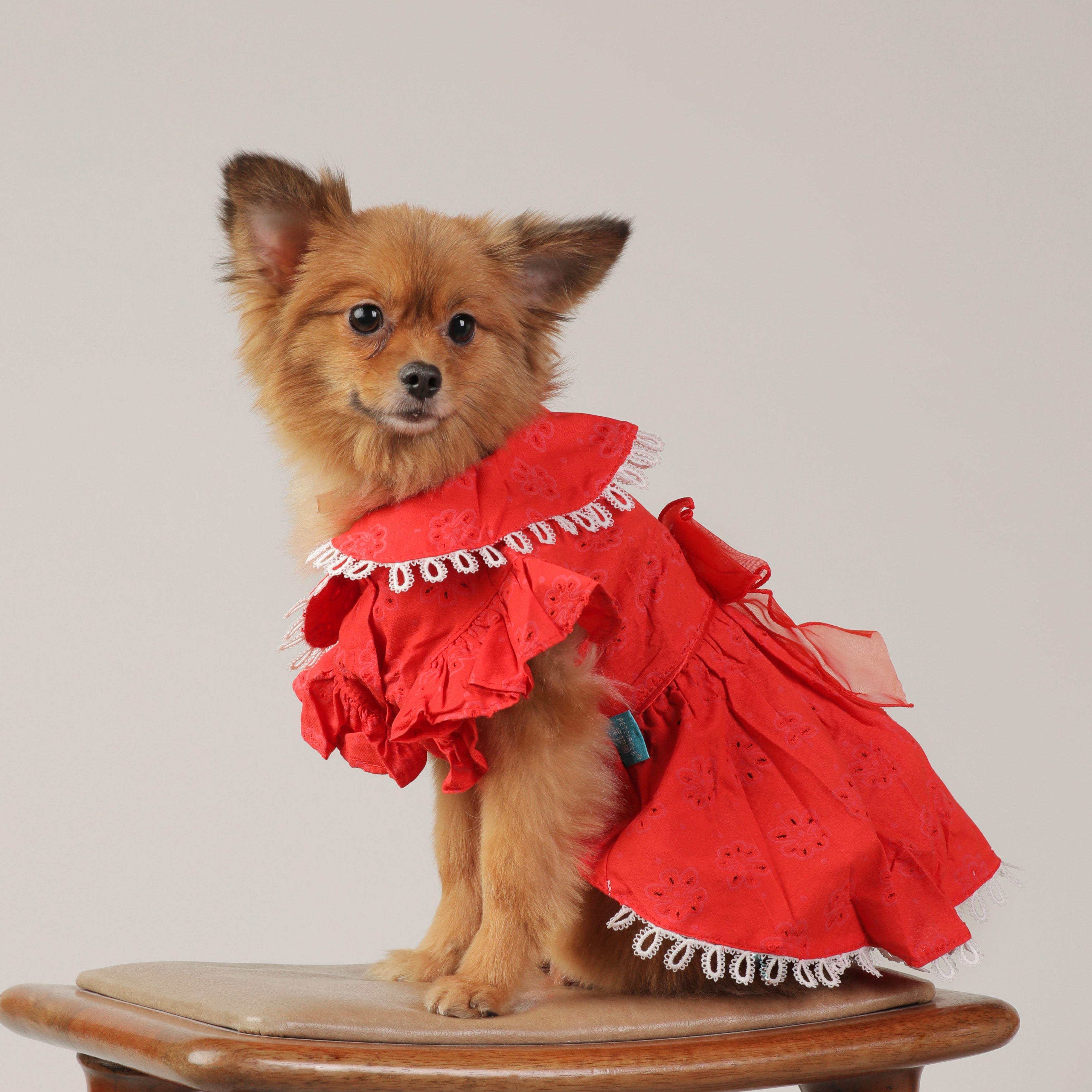 Red Cotton Lace Flower Cutout Dress – Fancy & Fashionable Dog Clothes | Claws N Paws