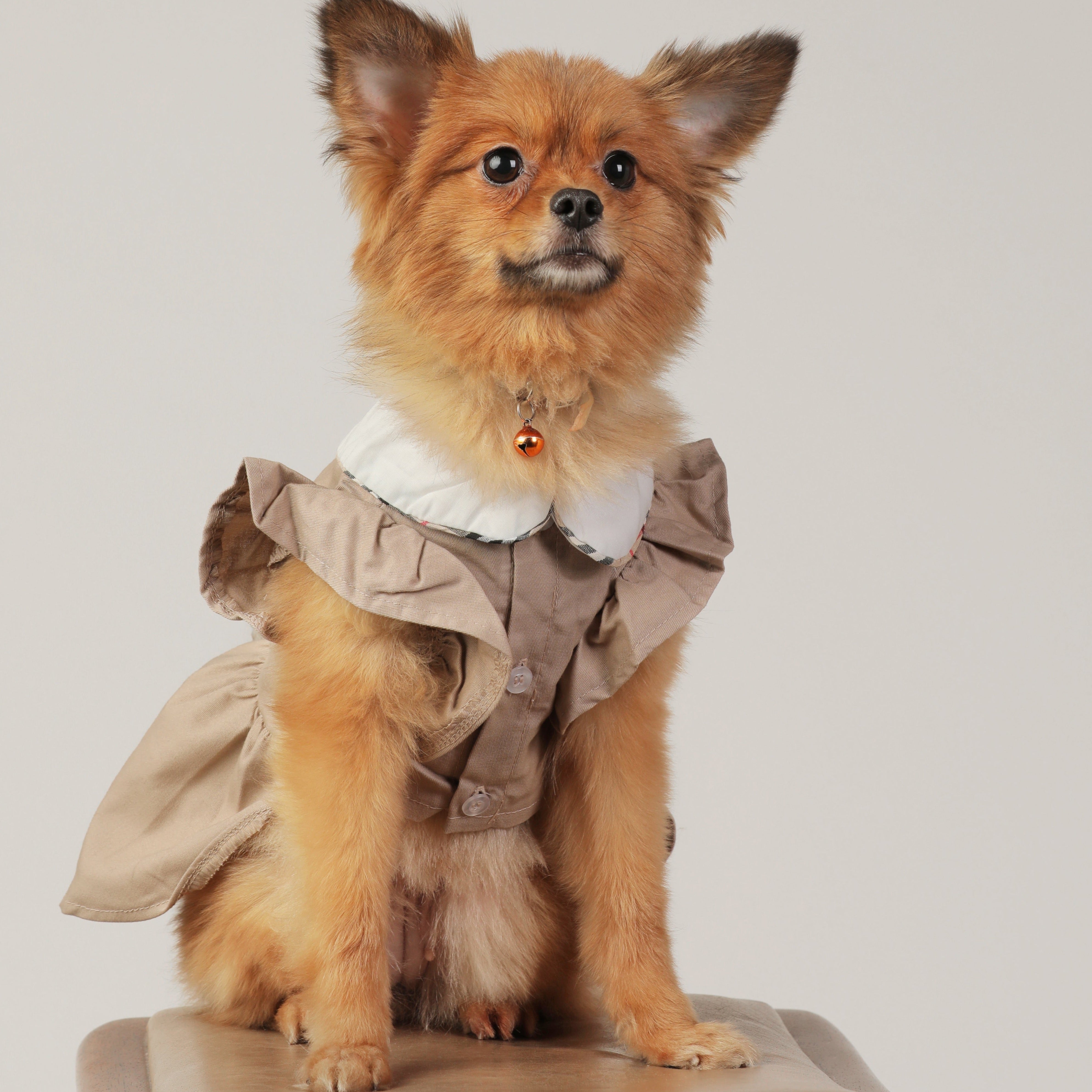 Brown Pet Dress with White Collar – Stylish & Comfortable Dog Clothes | Claws N Paws