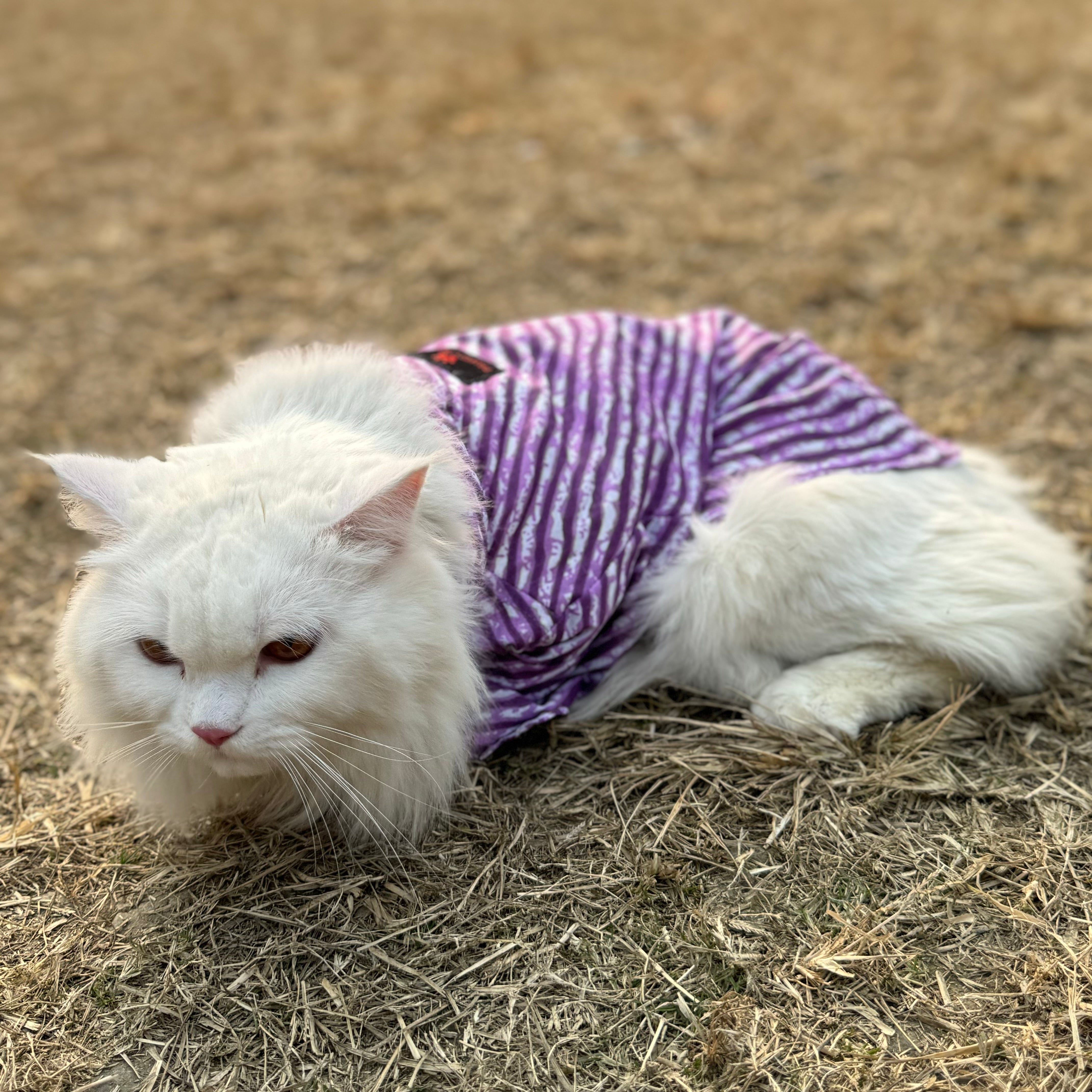 Cat lehriya kurta purple