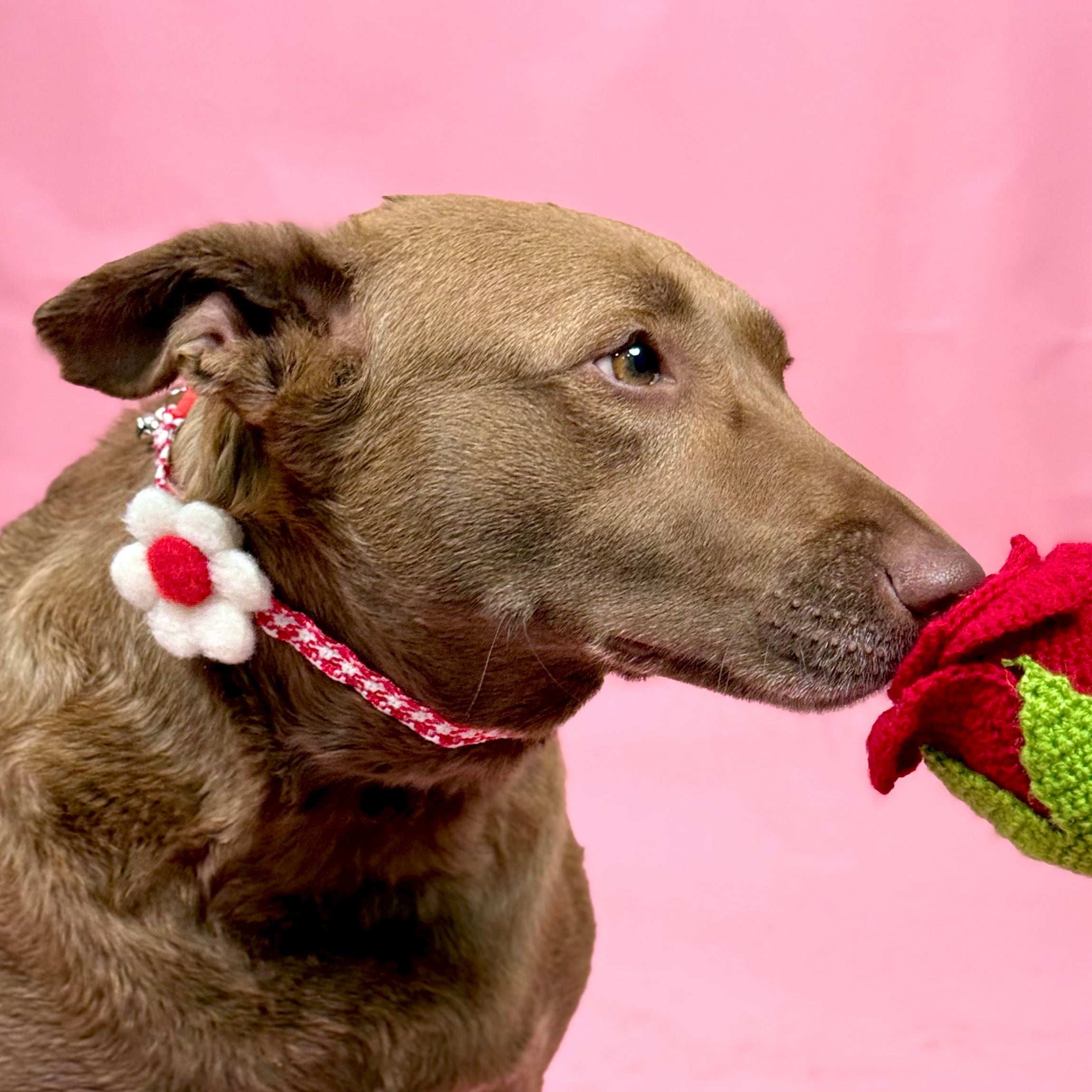 Floral Charm Pet Collar