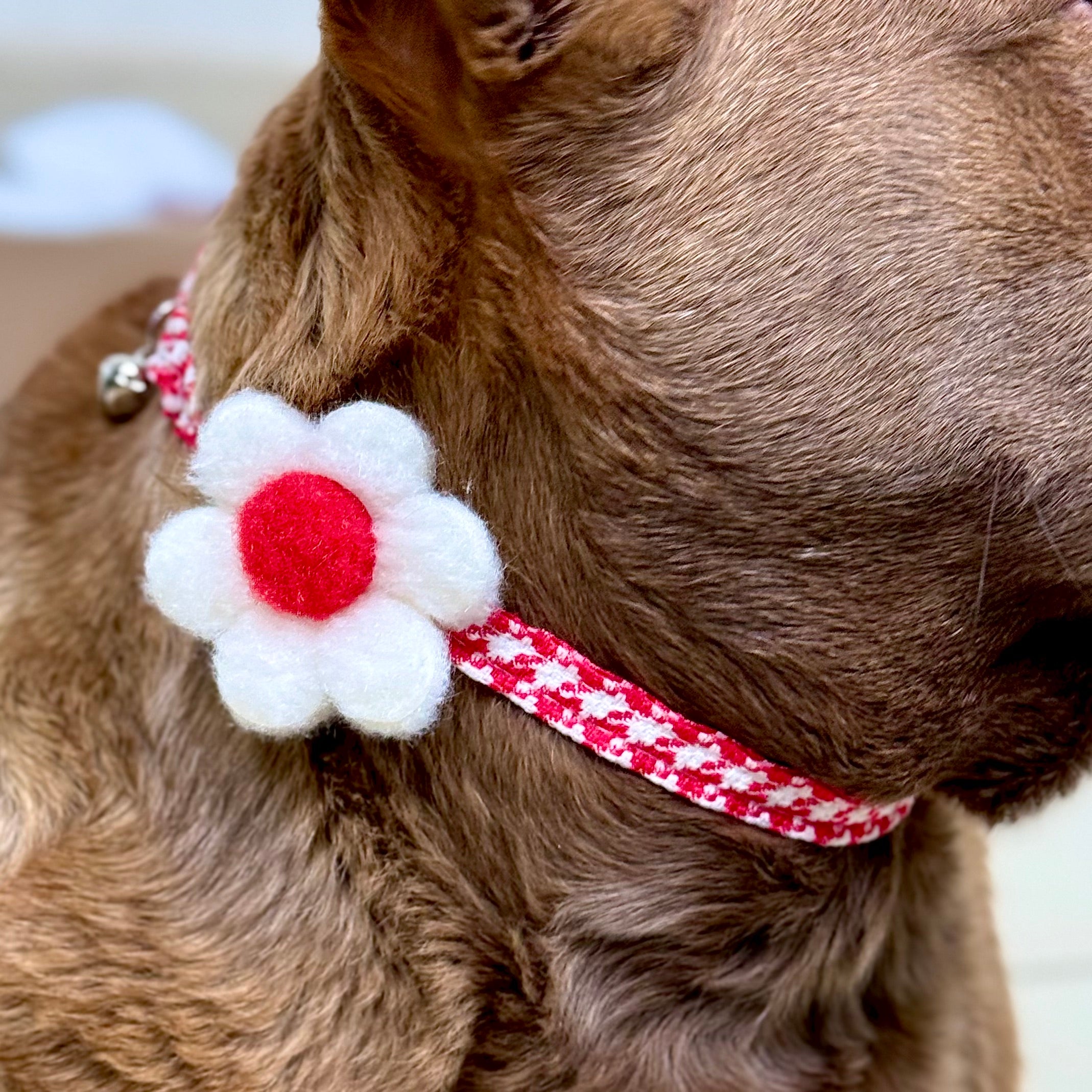 Floral Charm Pet Collar