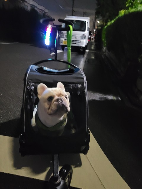 App-controlled DIY Message Pet Light Collar