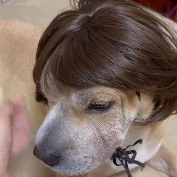 Dog and Cat Wigs| Funny Pet Wigs| Available in different sizes and colours| Claws N Paws