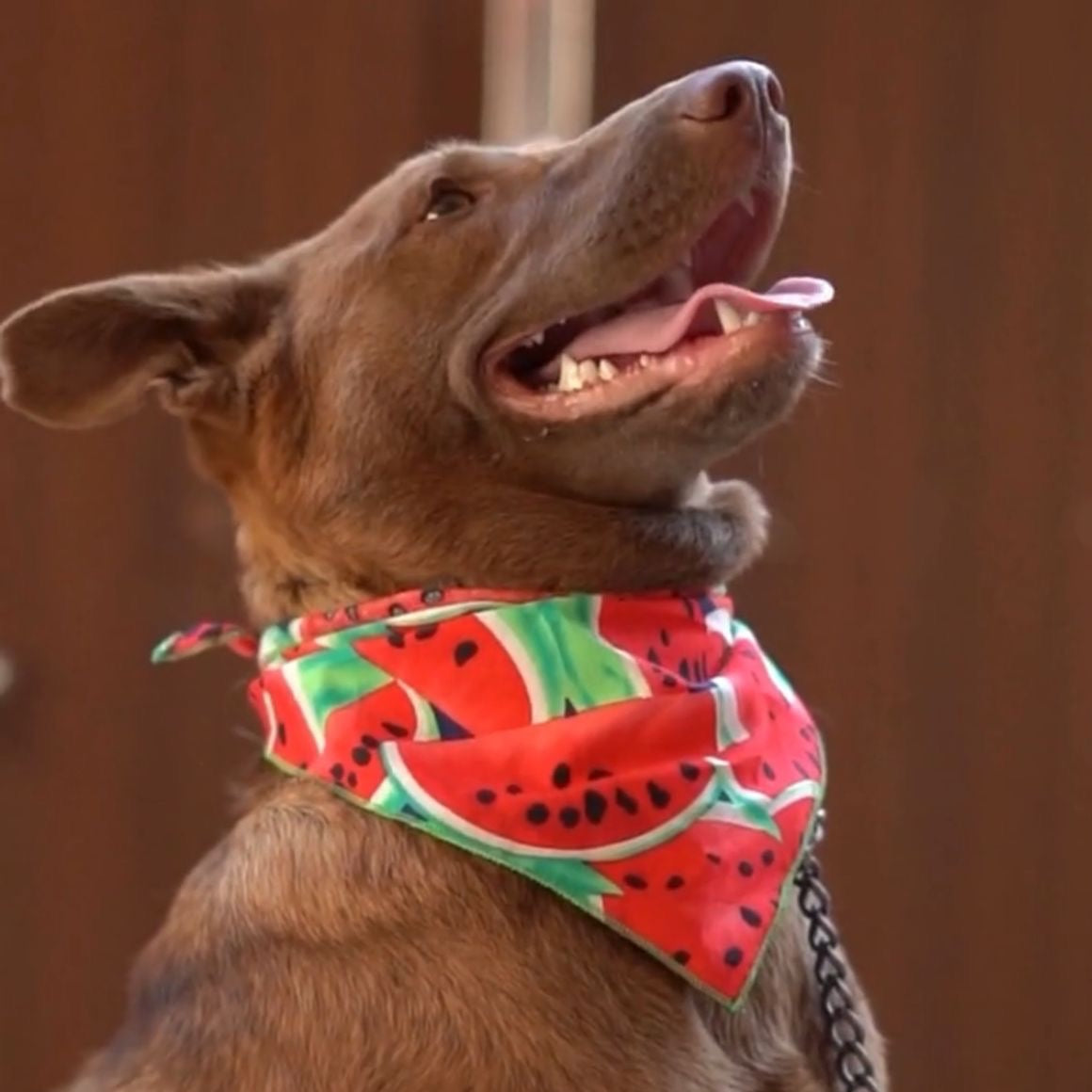 Summer Fruits Pet Bandana