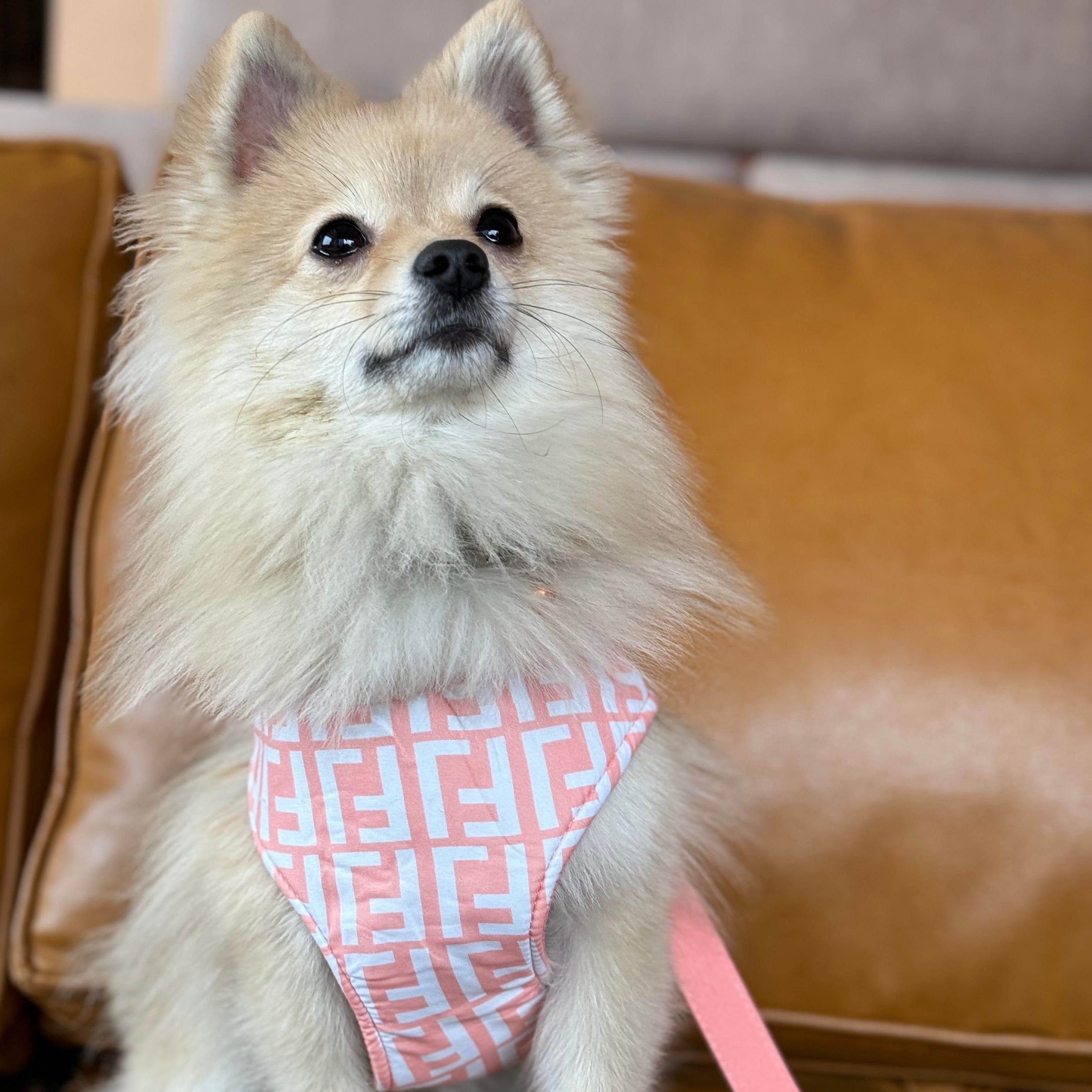 Printed Leash and Harness Set (Peach)