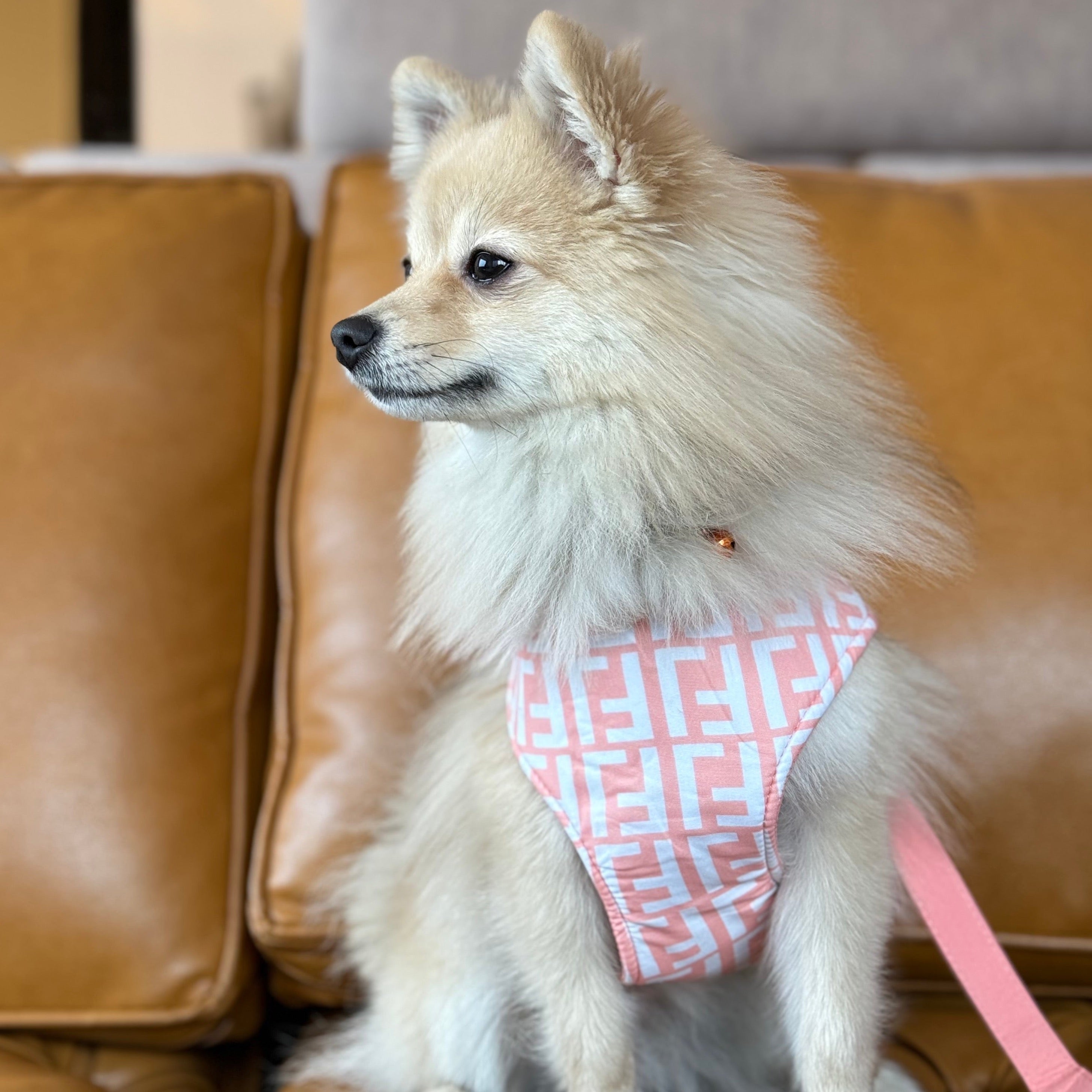 Printed Leash and Harness Set (Peach)