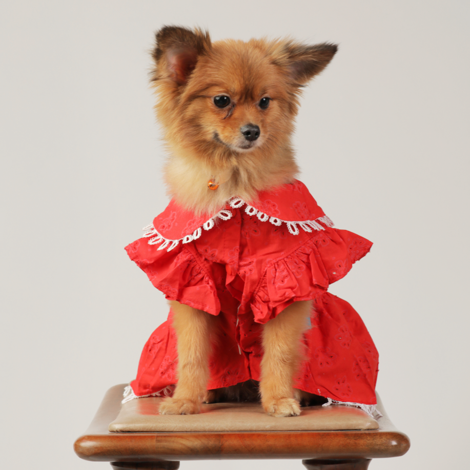Red Cotton Lace Flower Cutout Dress – Fancy & Fashionable Dog Clothes | Claws N Paws