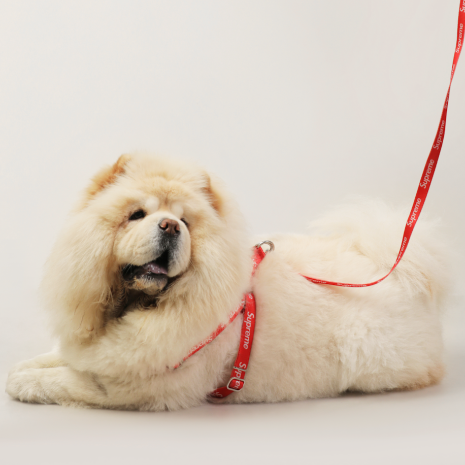 Red Supreme Harness & Leash Set