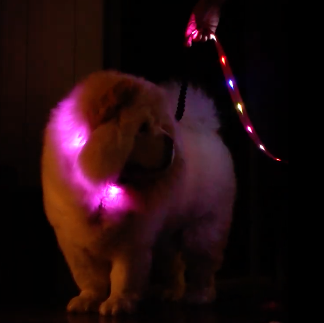 LED Light Collar & Leash Set (PVC Coated)