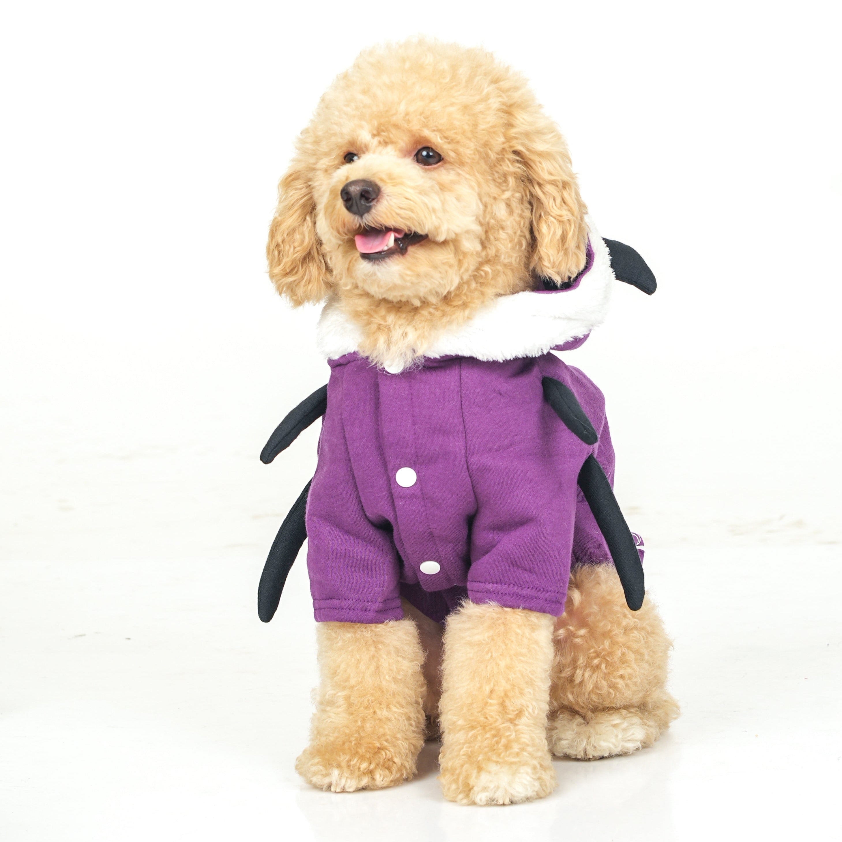 Dog Clothes| Spider Halloween Hoodie | Sizes and Colours Available| Claws N Paws