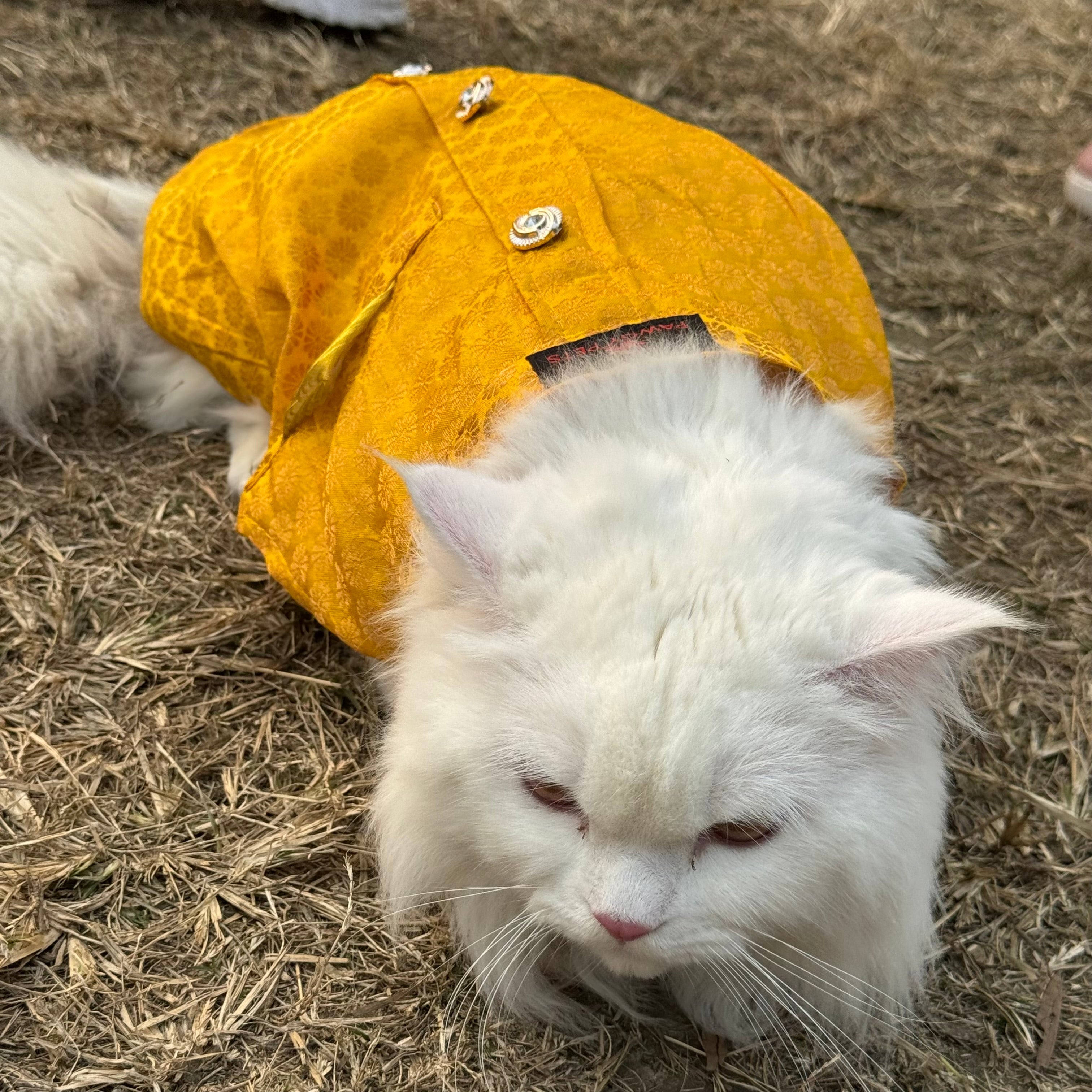 Cat Sherwani Yellow