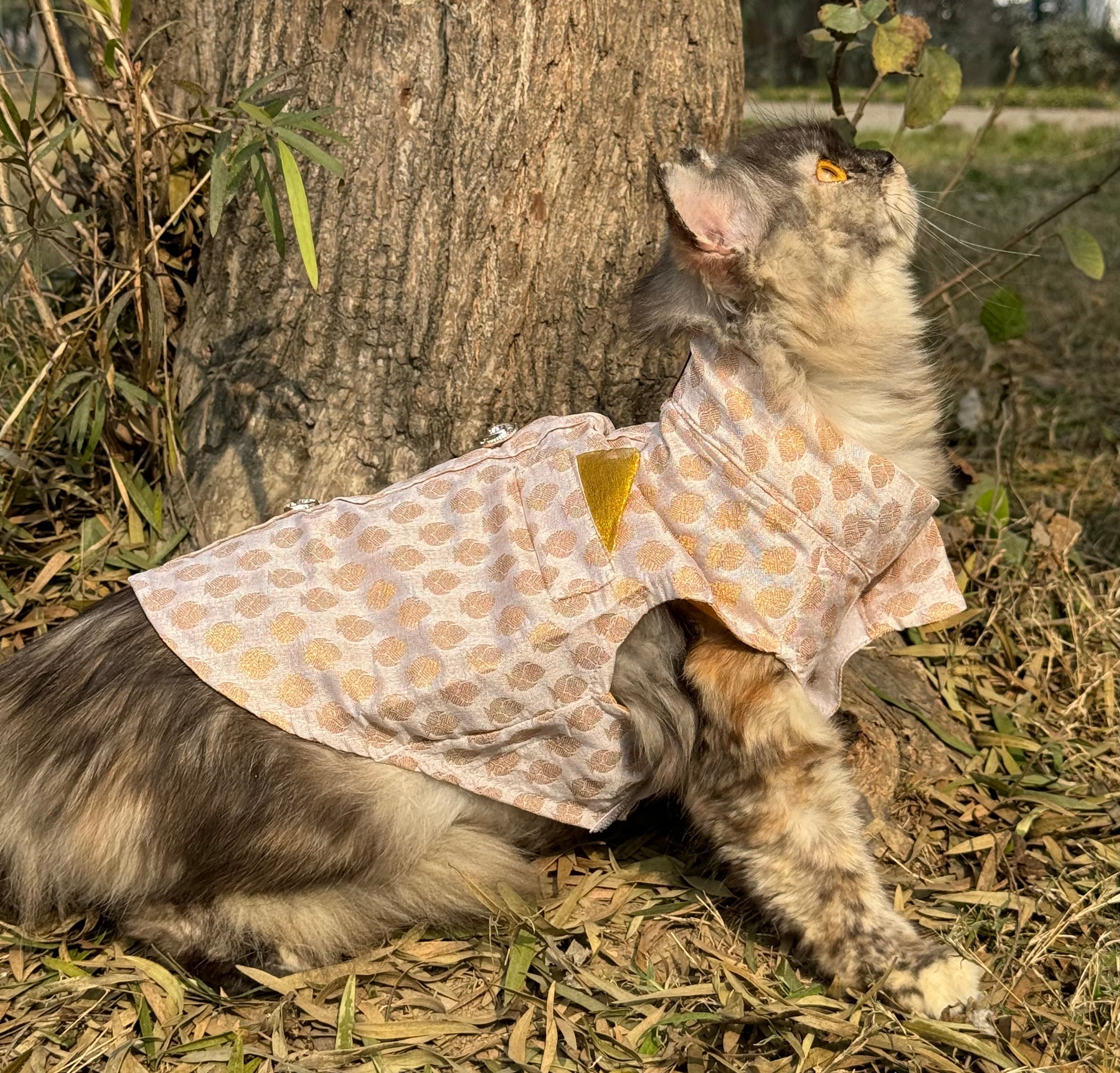 Cat Sherwani white