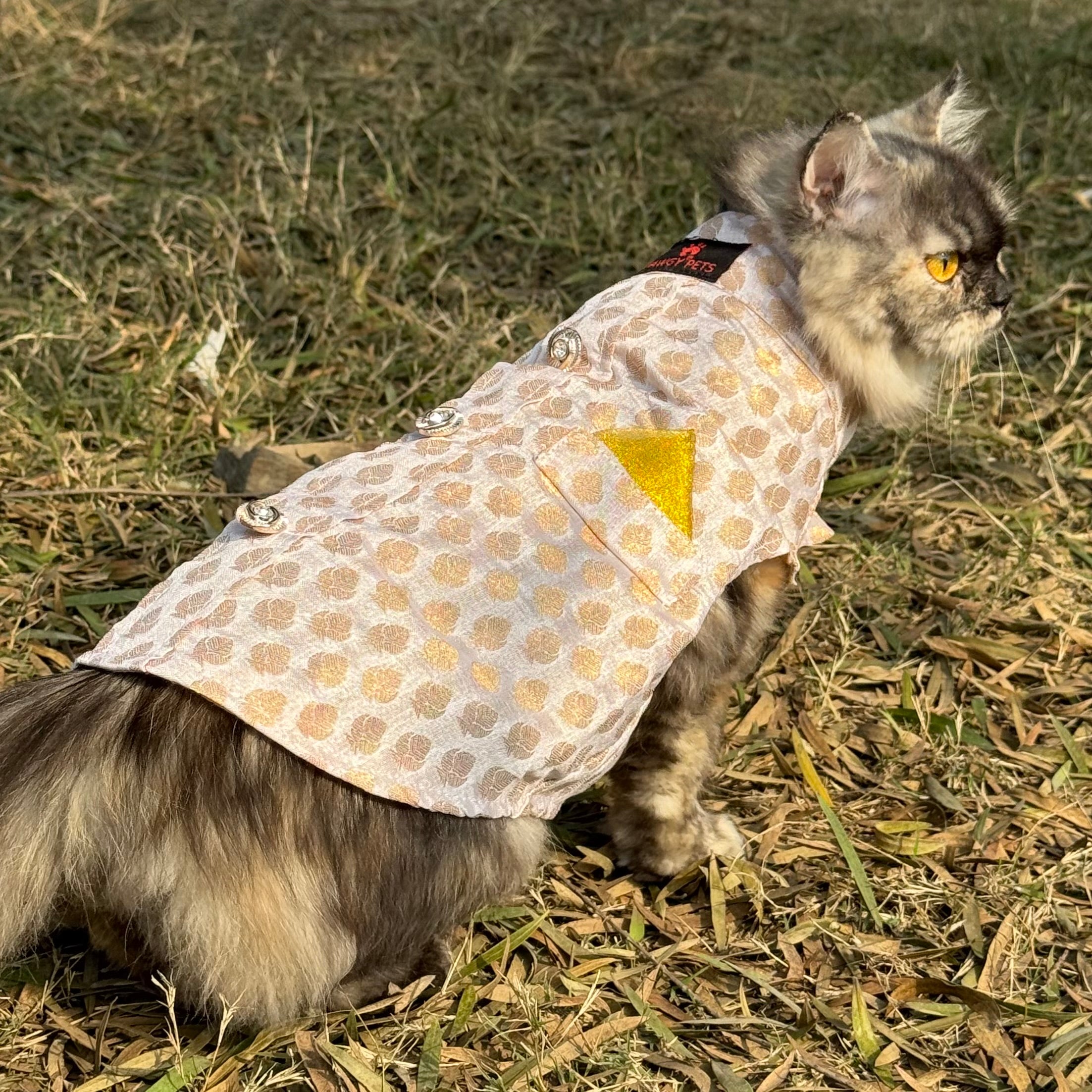 Cat Sherwani white