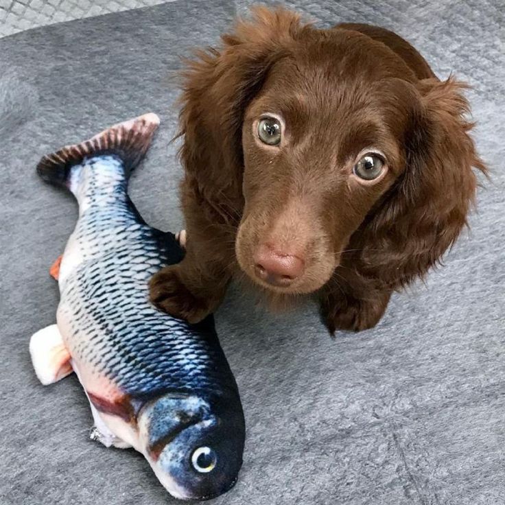 Floppy Fish Pet Toy