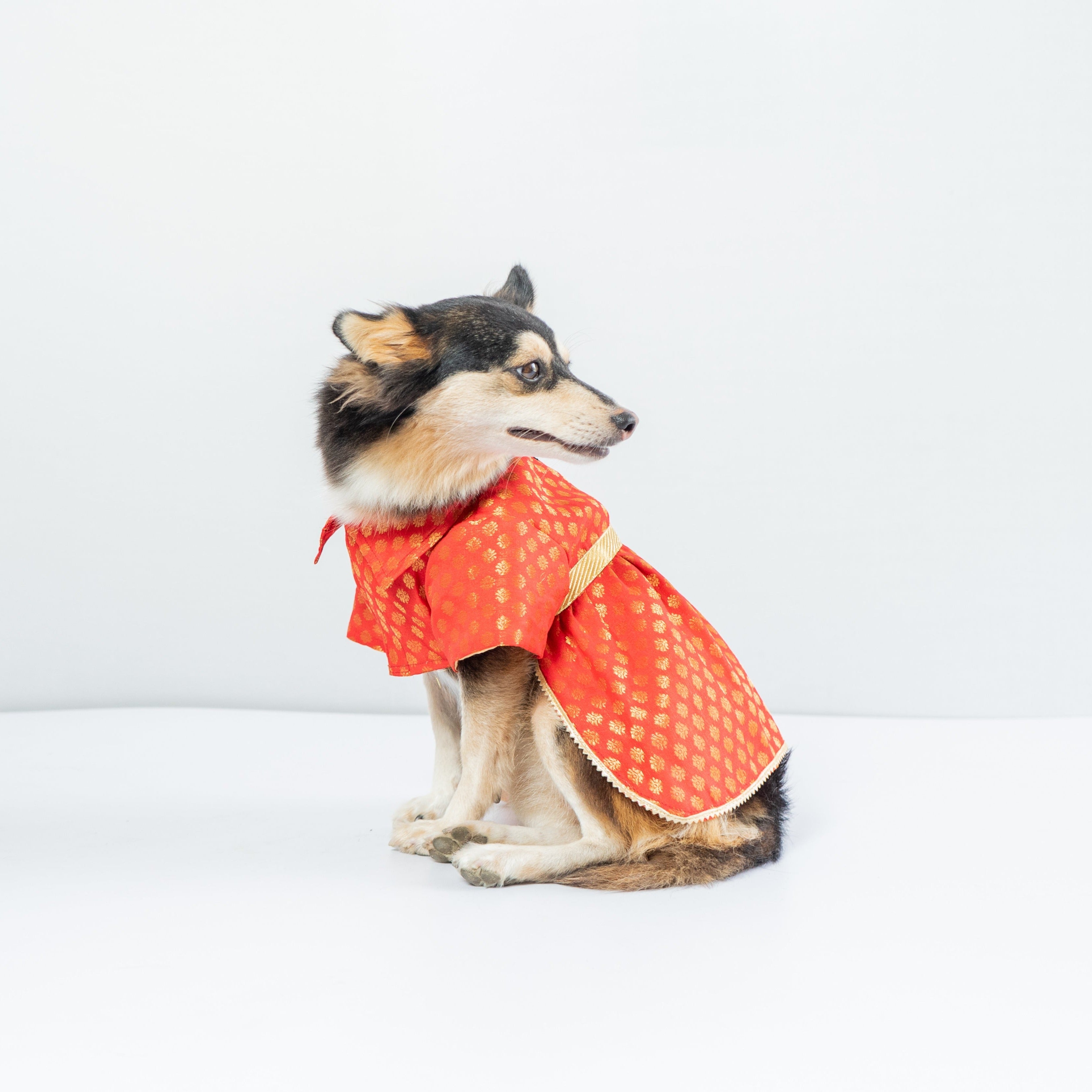 Dog Clothes| Occasion wear Dress Red | Sizes and Colours Available| Claws N Paws