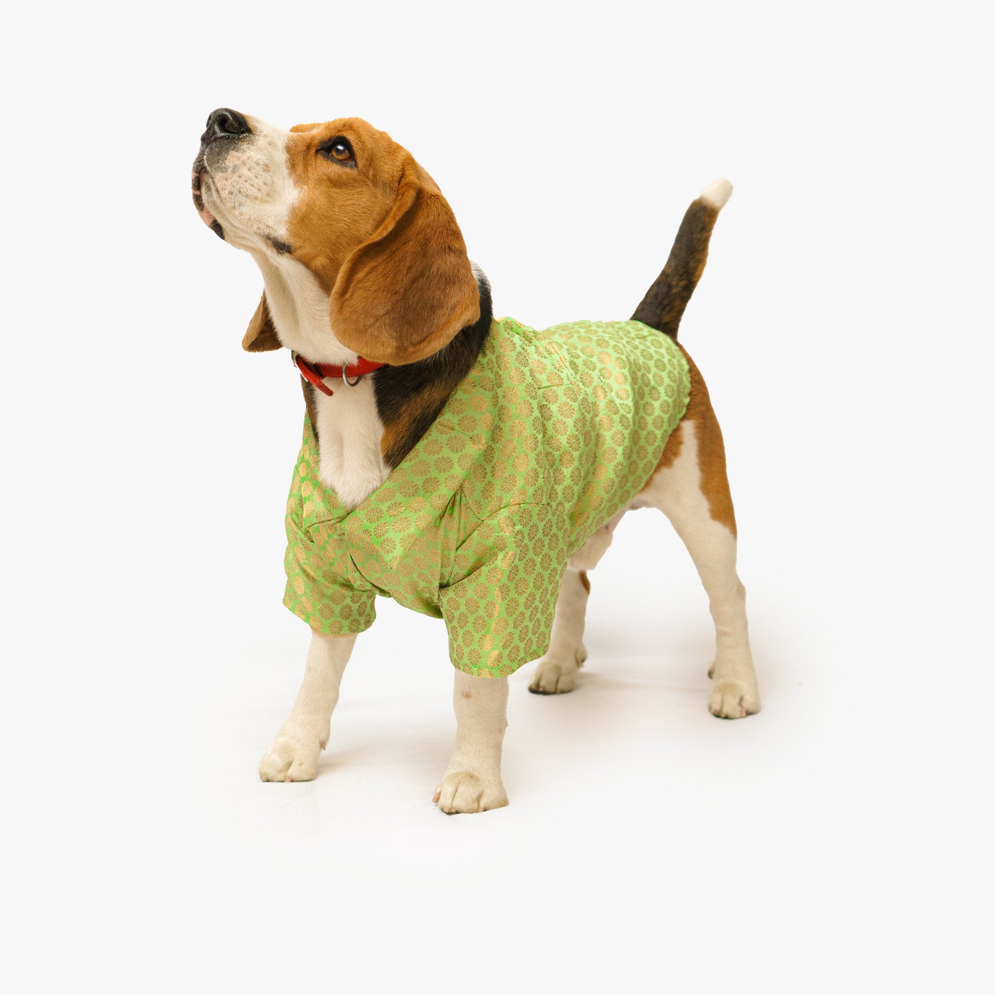 Dog Clothes| Occasion wear Shirt Pista green | Sizes and Colours Available| Claws N Paws