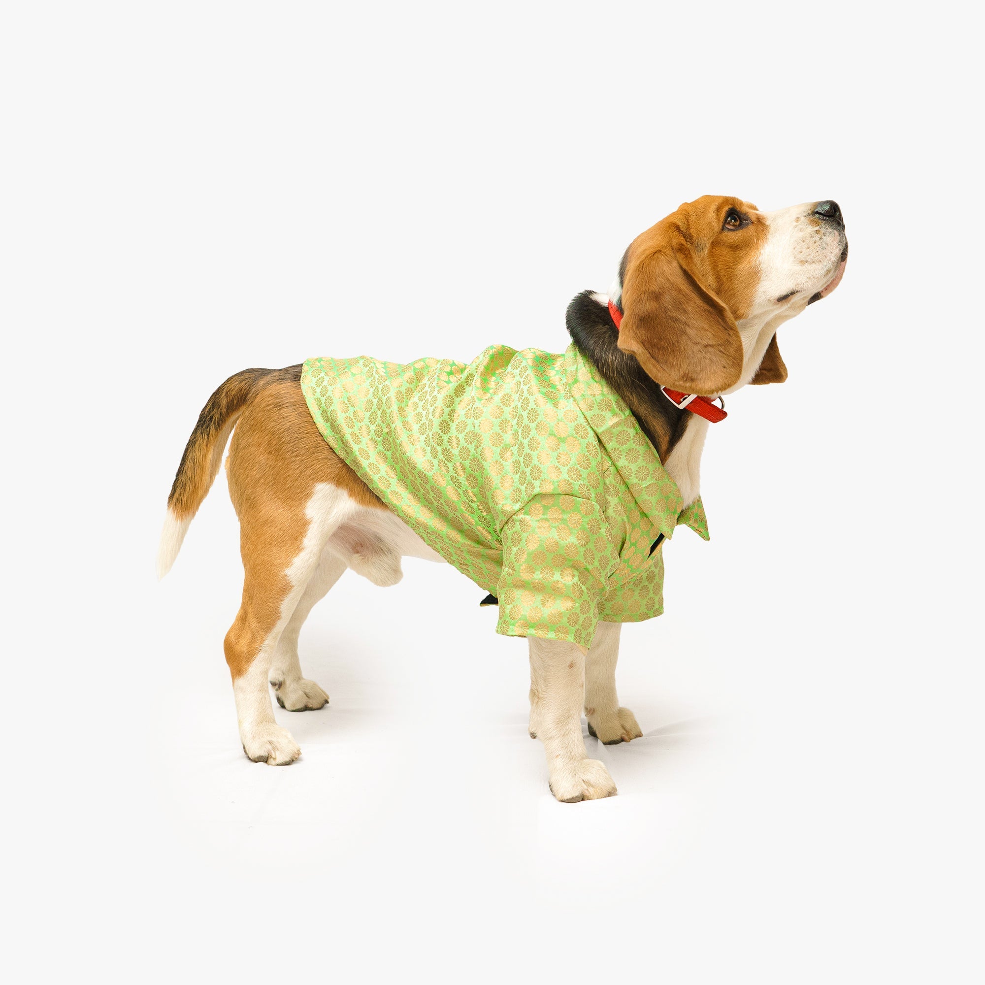 Dog Clothes| Occasion wear Shirt Pista green | Sizes and Colours Available| Claws N Paws