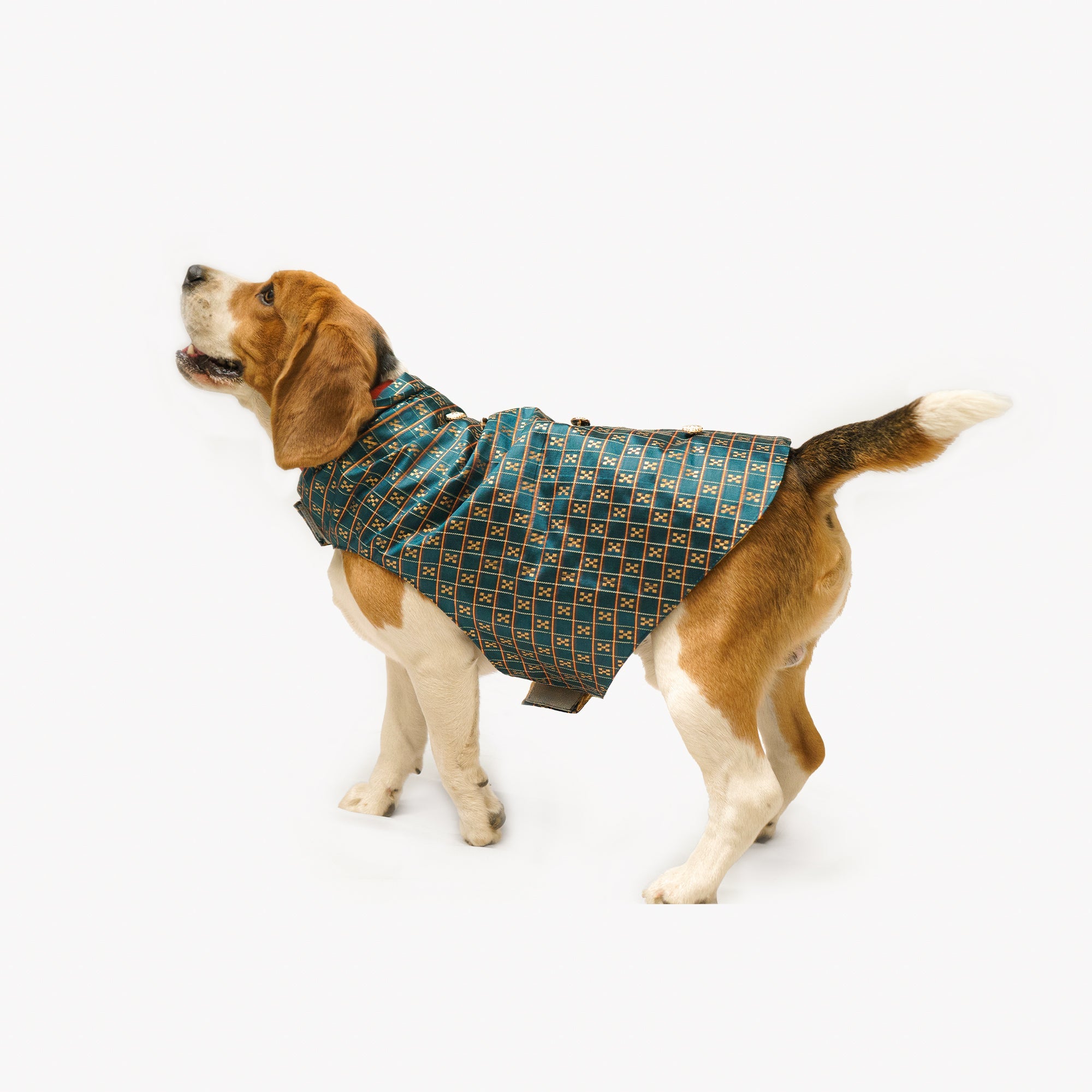 Dog Clothes| Strapy Sherwani Peacock Blue | Sizes and Colours Available| Claws N Paws