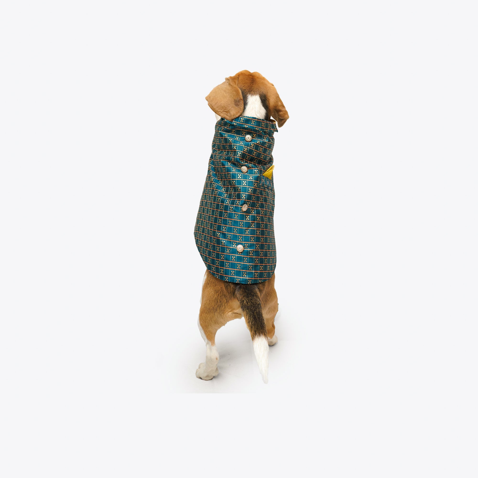 Dog Clothes| Strapy Sherwani Peacock Blue | Sizes and Colours Available| Claws N Paws