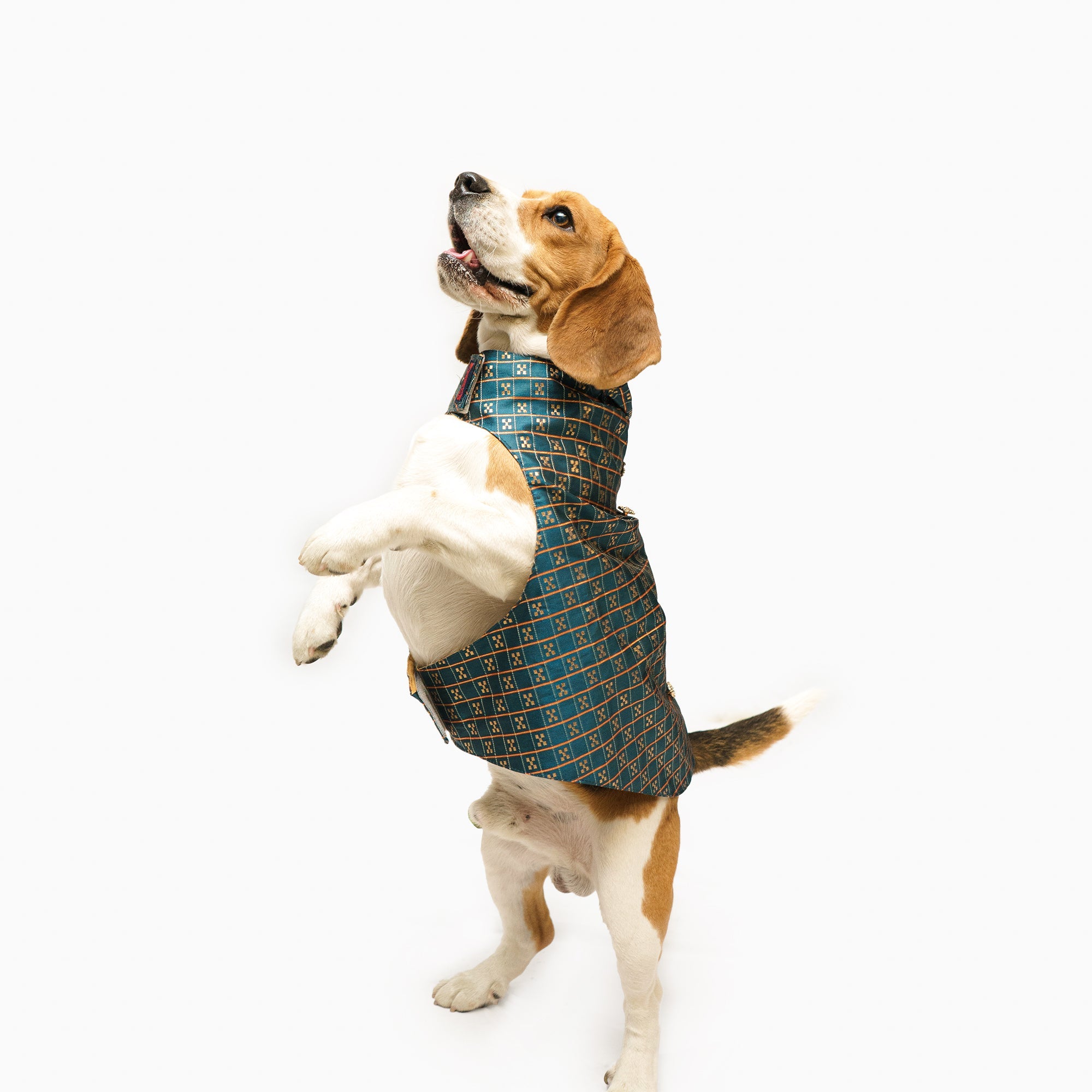 Dog Clothes| Strapy Sherwani Peacock Blue | Sizes and Colours Available| Claws N Paws