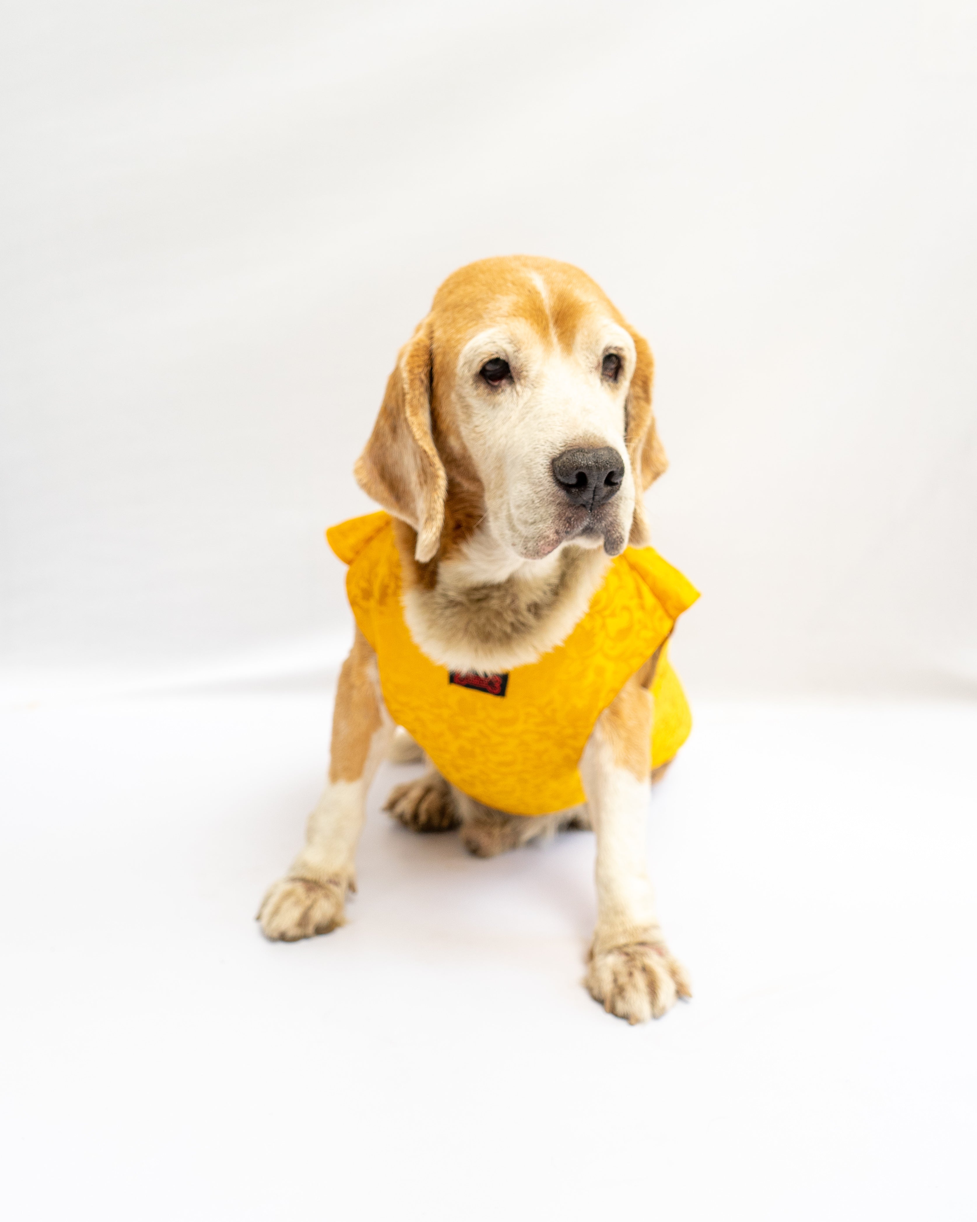 Dog Clothes| Sherwani Yellow | Sizes and Colours Available| Claws N Paws