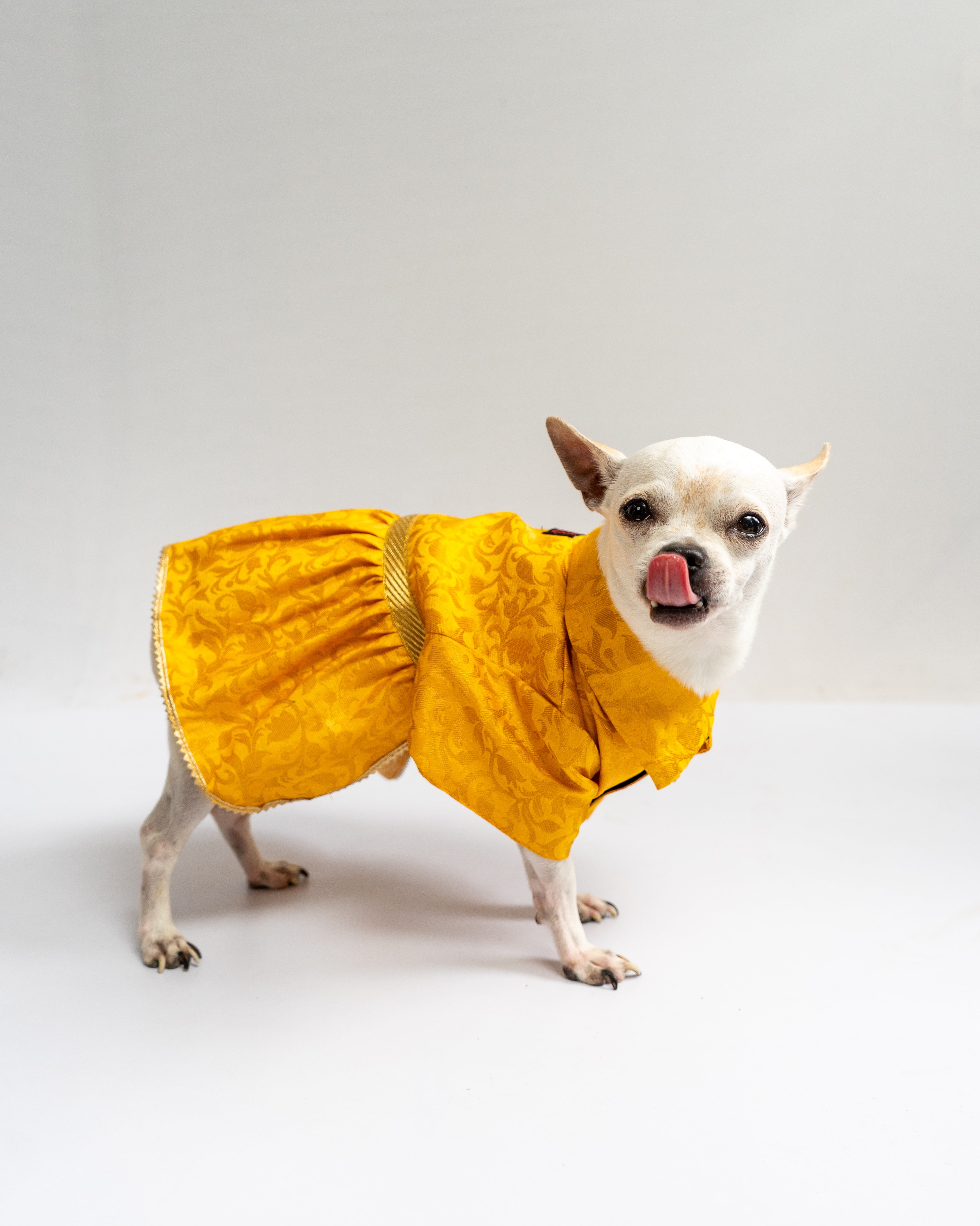 Dog Clothes| Occasion wear Dress Yellow | Sizes and Colours Available| Claws N Paws