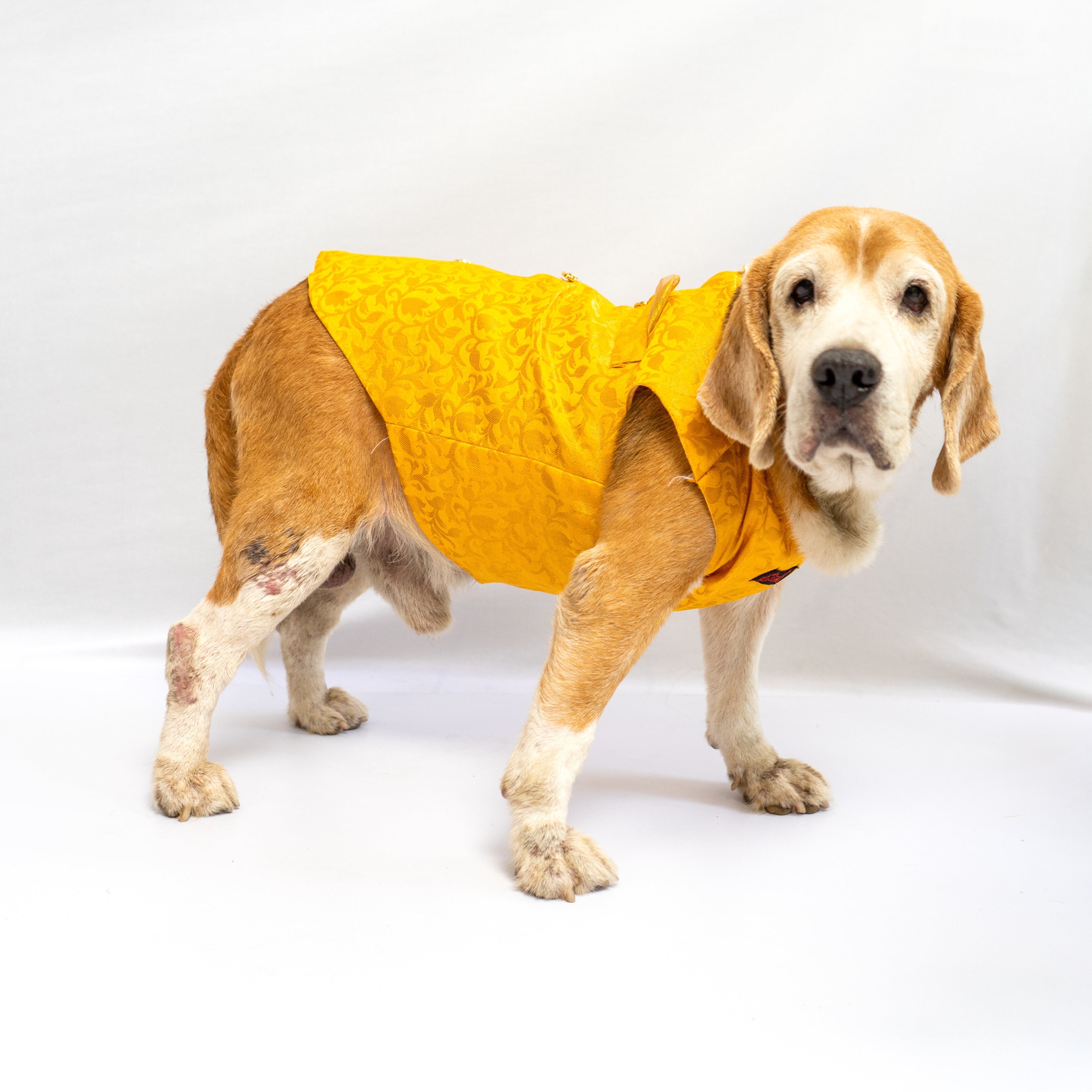 Dog Clothes| Sherwani Yellow | Sizes and Colours Available| Claws N Paws