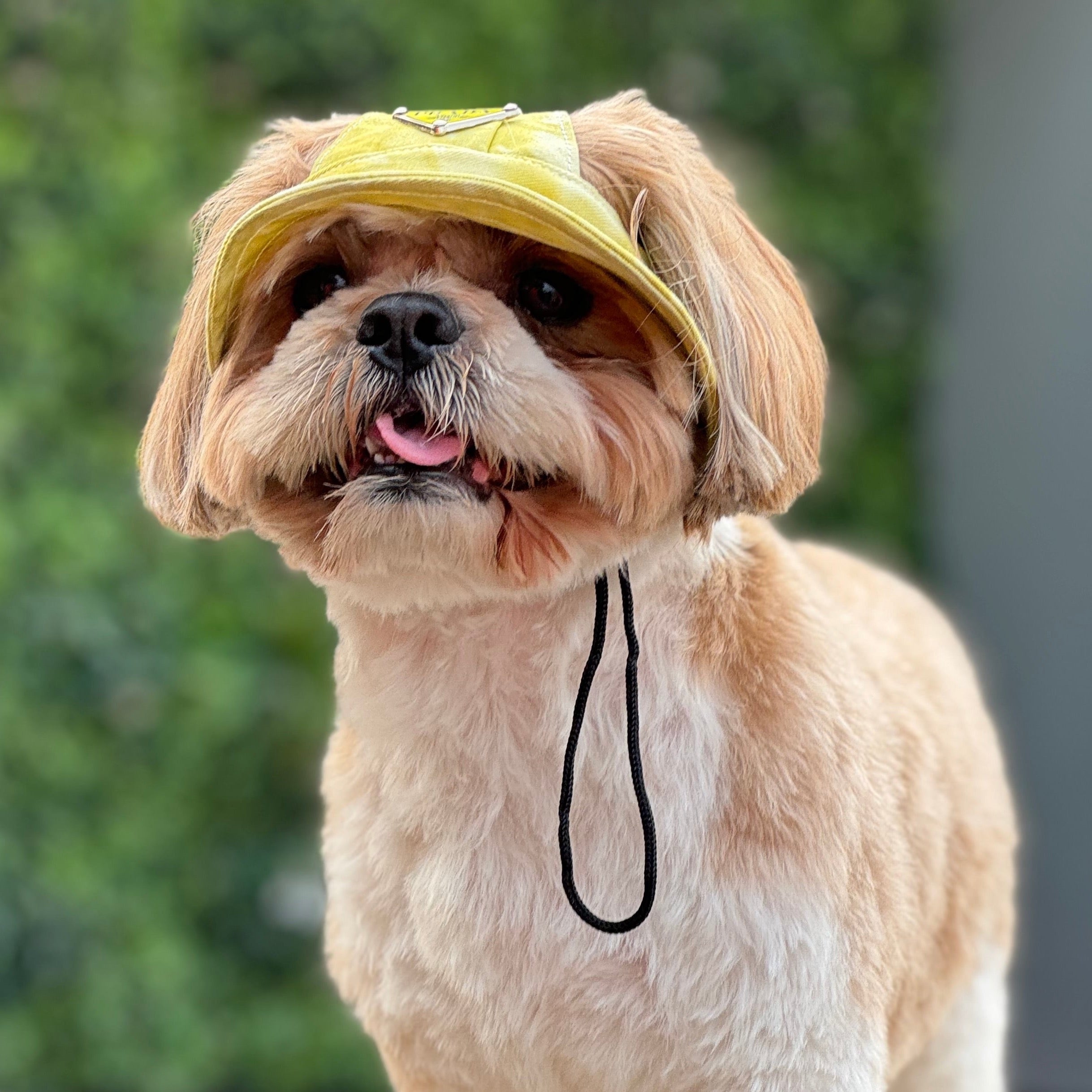 Tie & Dye Dog Bucket Hat