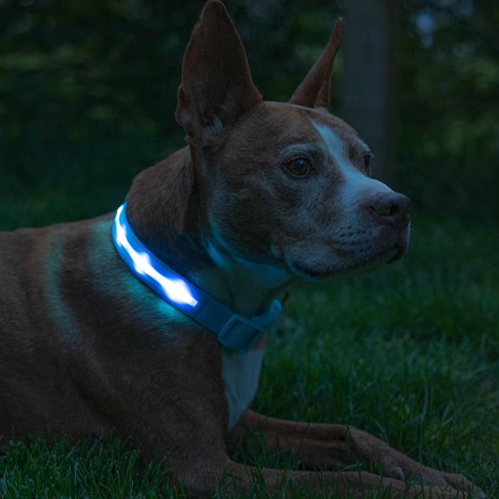 Nylon LED Safety Dog Collar