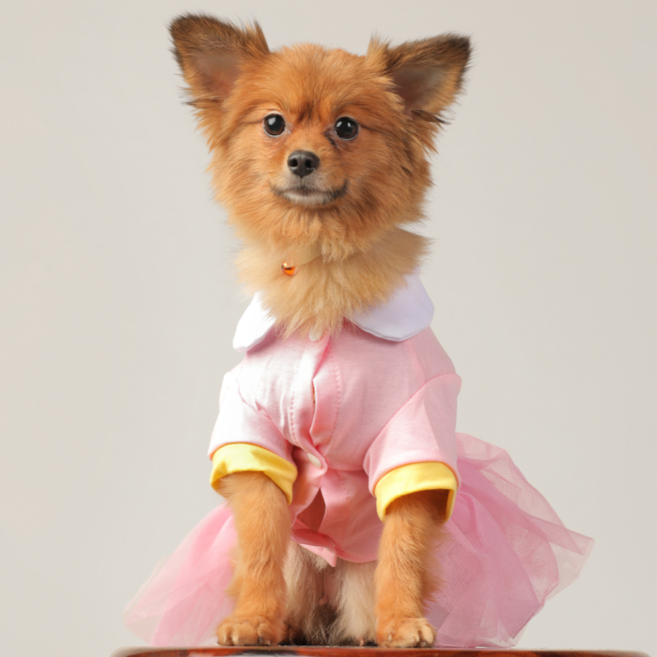 Casual Shirt Tutu Pet Dress - Elegant & Adorable Dog Clothes | Claws N Paws