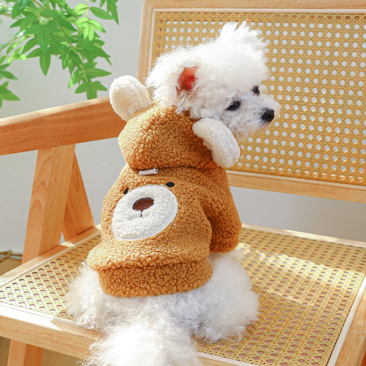 Teddy Bear Hoodie With Ears